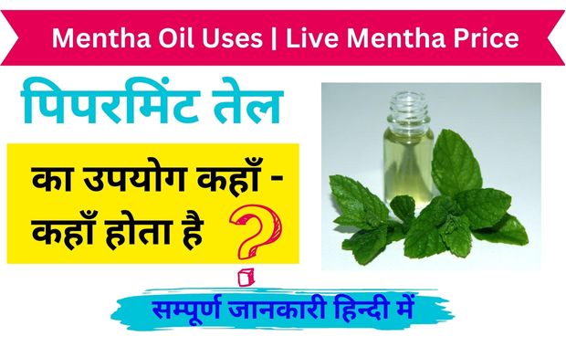 Mentha Oil Uses-
mentha oil live rate